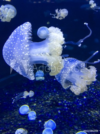 Picture of Australian spotted Jellyfish - Phyllorhiza Punctat